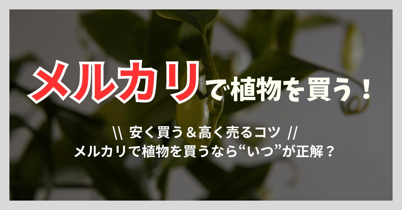 メルカリで植物を買うなら“いつ”が正解？🌱｜とりりぃ