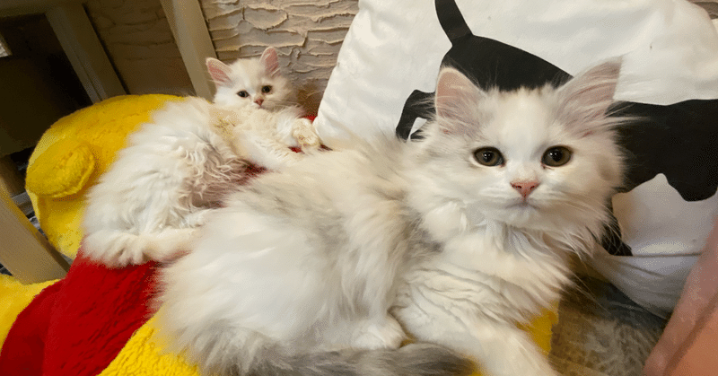 嫌い ひよ りんご