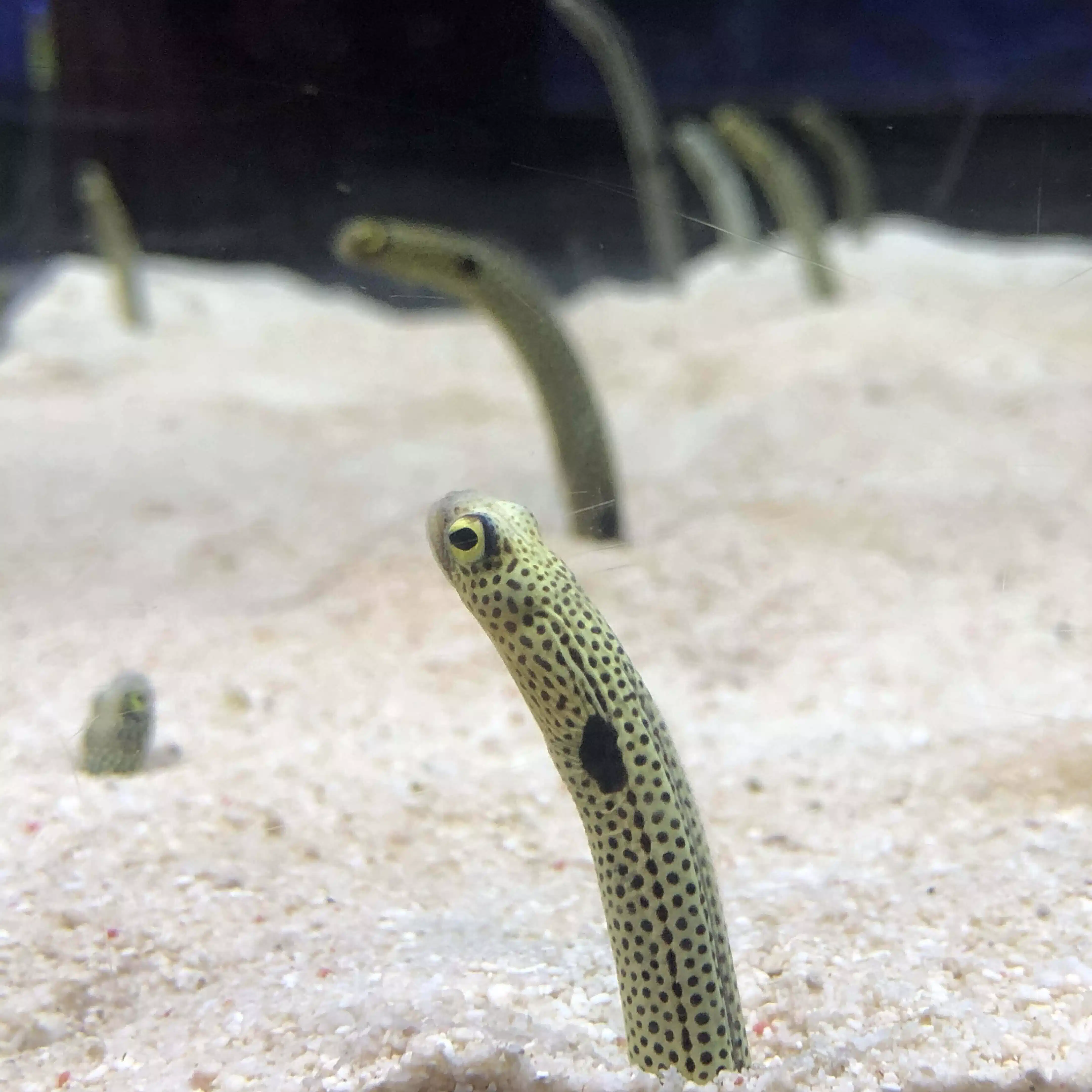 ハチワレ