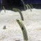 ハチワレ