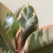 ficus-ruby