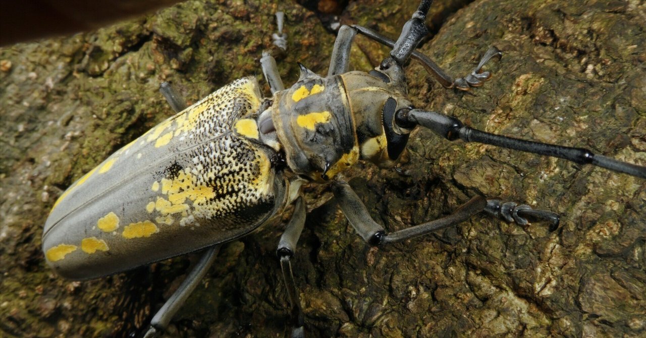むしし　写真確認用 コンデジで撮影する虫の写真（生物写真家・Genita_K）｜昼杉 起太