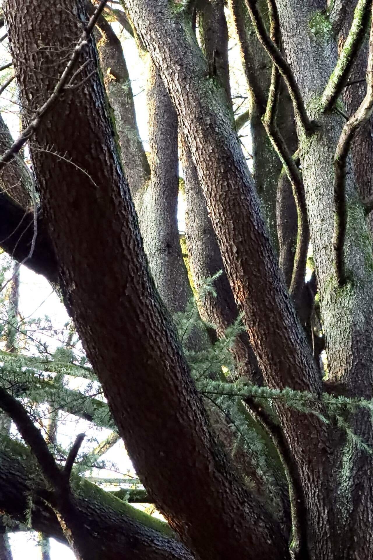 ヒマラヤ杉に魅せられて｜そら🌎