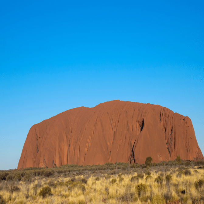 古代の木はとんでもないデカさだったかも？な話｜寄せ植え屋ゆっこはん
