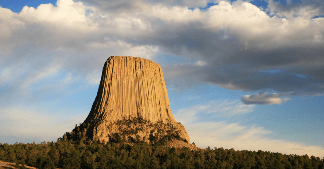 古代の木はとんでもないデカさだったかも？な話｜寄せ植え屋ゆっこはん