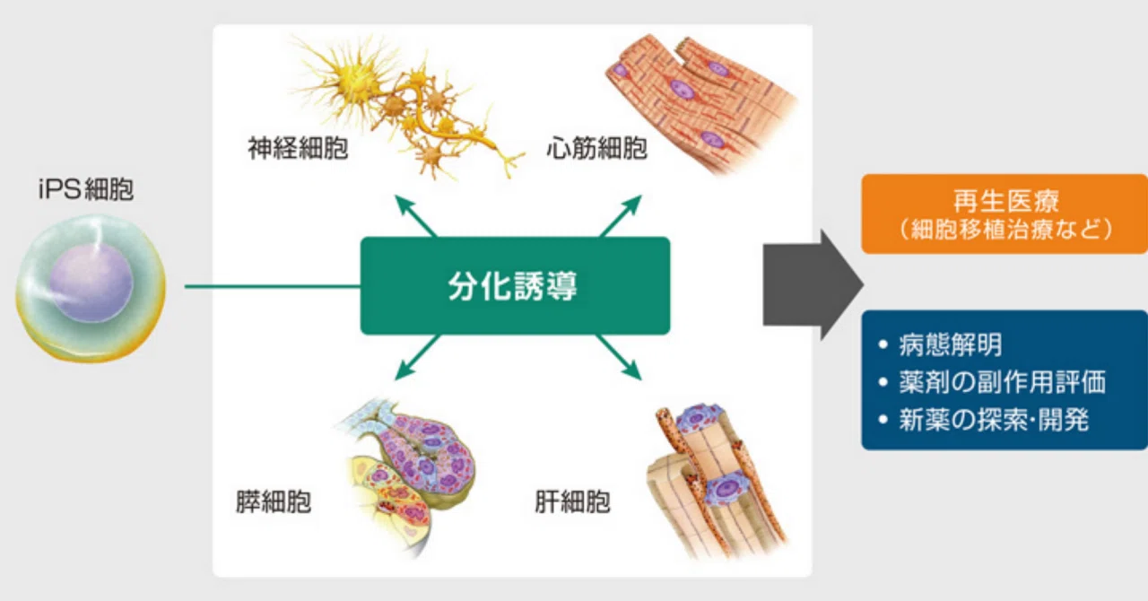 マイIps細胞 | Ips細胞 最新実用化 _ 京大iPS財団「my iPS製作所」開所 自動化で量産目指す – TJWOGB