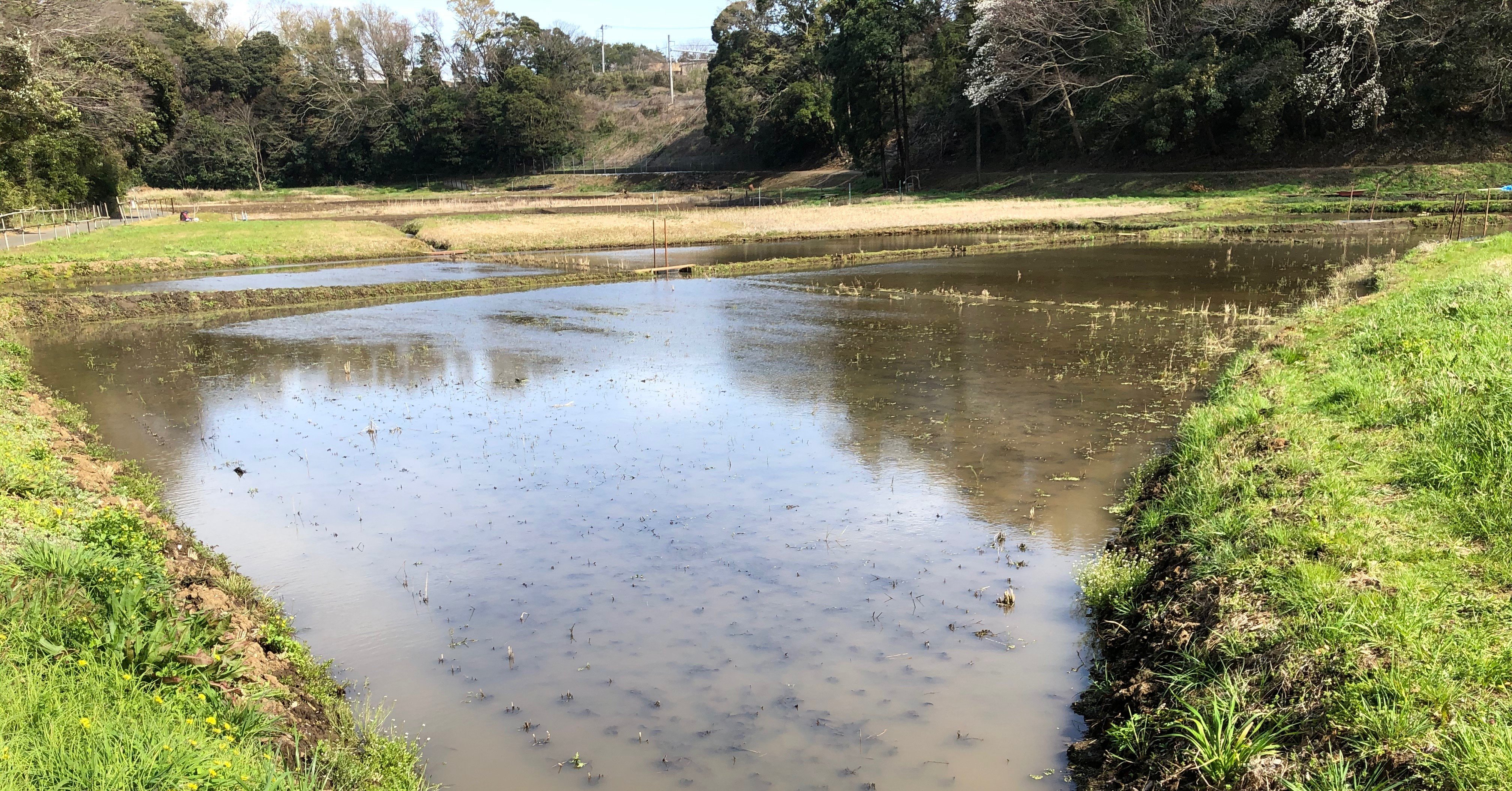 3月21日の田んぼ 井関康人 Note