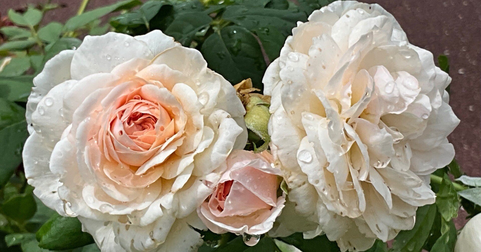 9月上旬の薔薇（英仏独作出，京都府立植物園）：2025年9月7日（日