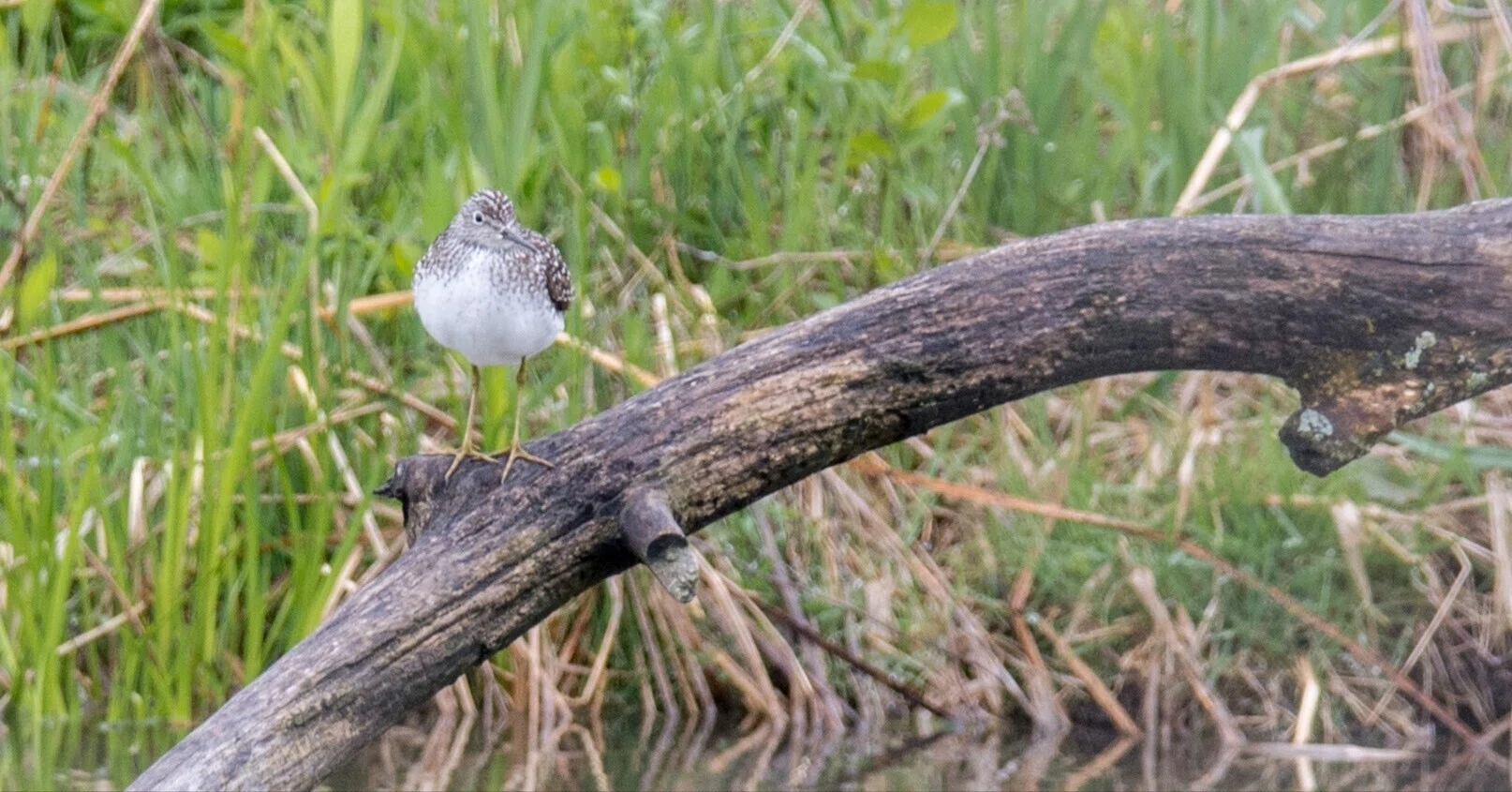 シカゴでバードウォッチング！】 Solitary Sandpiper コシグロクサシギ