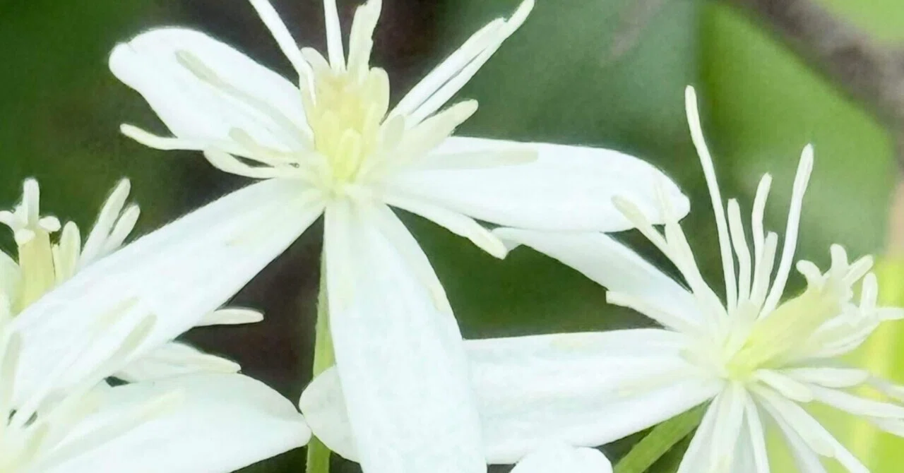 センニンソウ他　野の花　ご確認用 センニンソウ 馬も牛も食わぬこの植物の正体｜EGGSEED