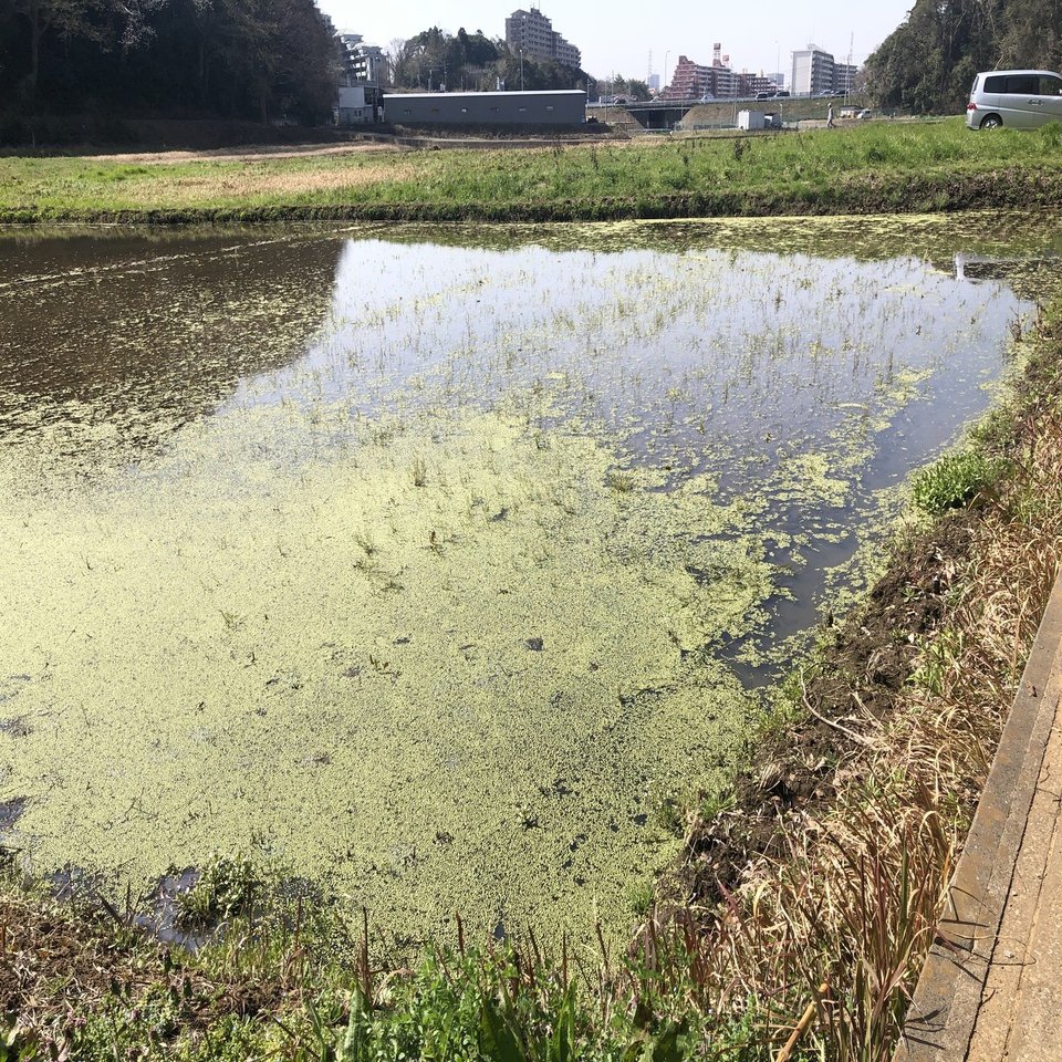 3月21日の田んぼ 井関康人 Note