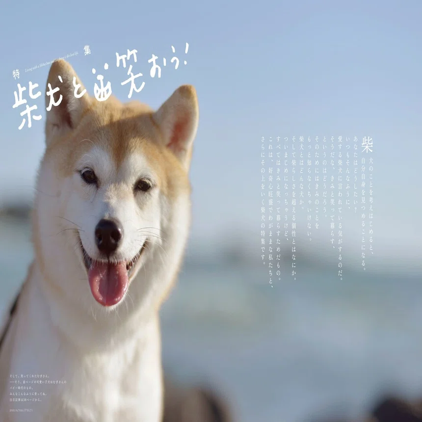 圧倒的な柴犬愛でつくられた雑誌 柴犬ライフ 春号 のダイジェストや見どころを編集長から Kkベストセラーズ