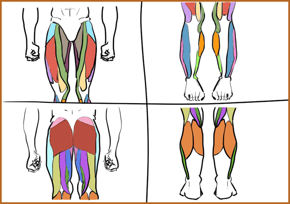 初級コース２ ５ 男性の下半身の筋肉の描き方の練習 ナツメ Note