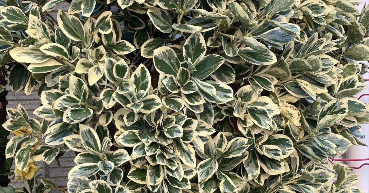 斑入りマサキ Variegated Japanese spindle tree｜Chubby from Nerima
