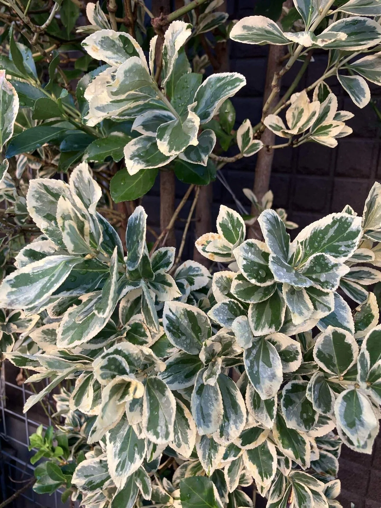 斑入りマサキ Variegated Japanese spindle tree｜Chubby from Nerima