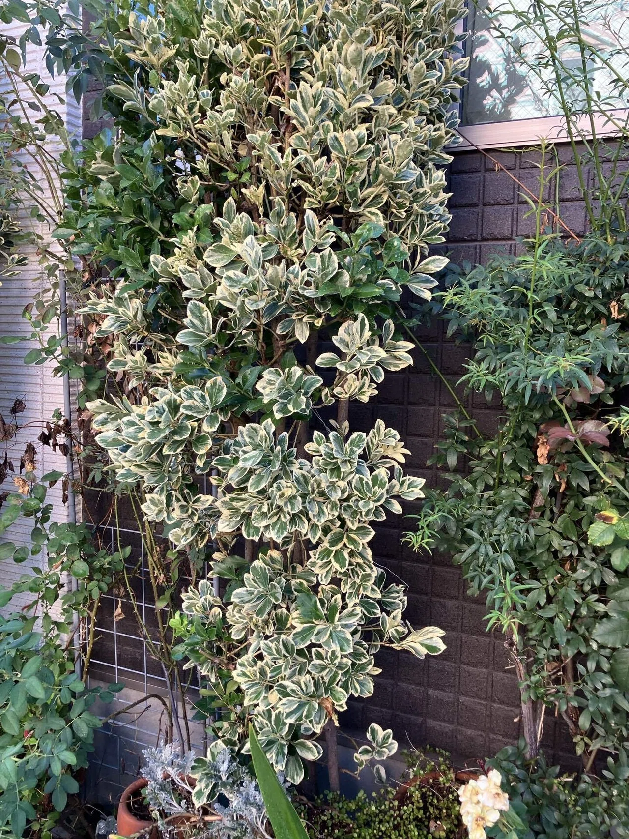 斑入りマサキ Variegated Japanese spindle tree｜Chubby from Nerima