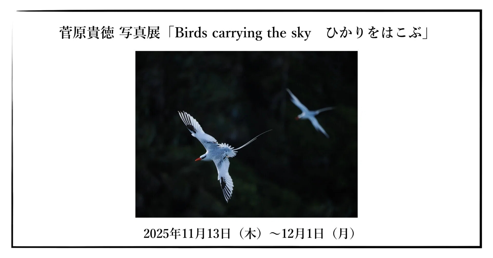 2025年11月13日（木）〜12月1日（月） 菅原貴徳 写真展「Birds 