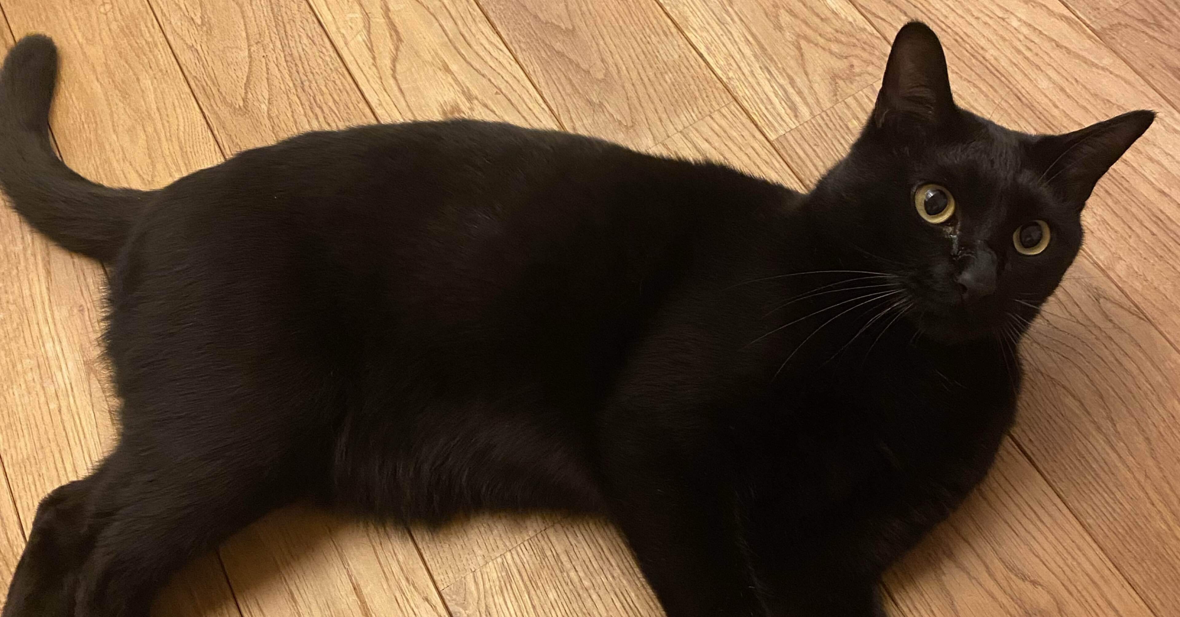 1 黒猫やまのスケ、自己紹介します🐈‍⬛｜nyanko_yama