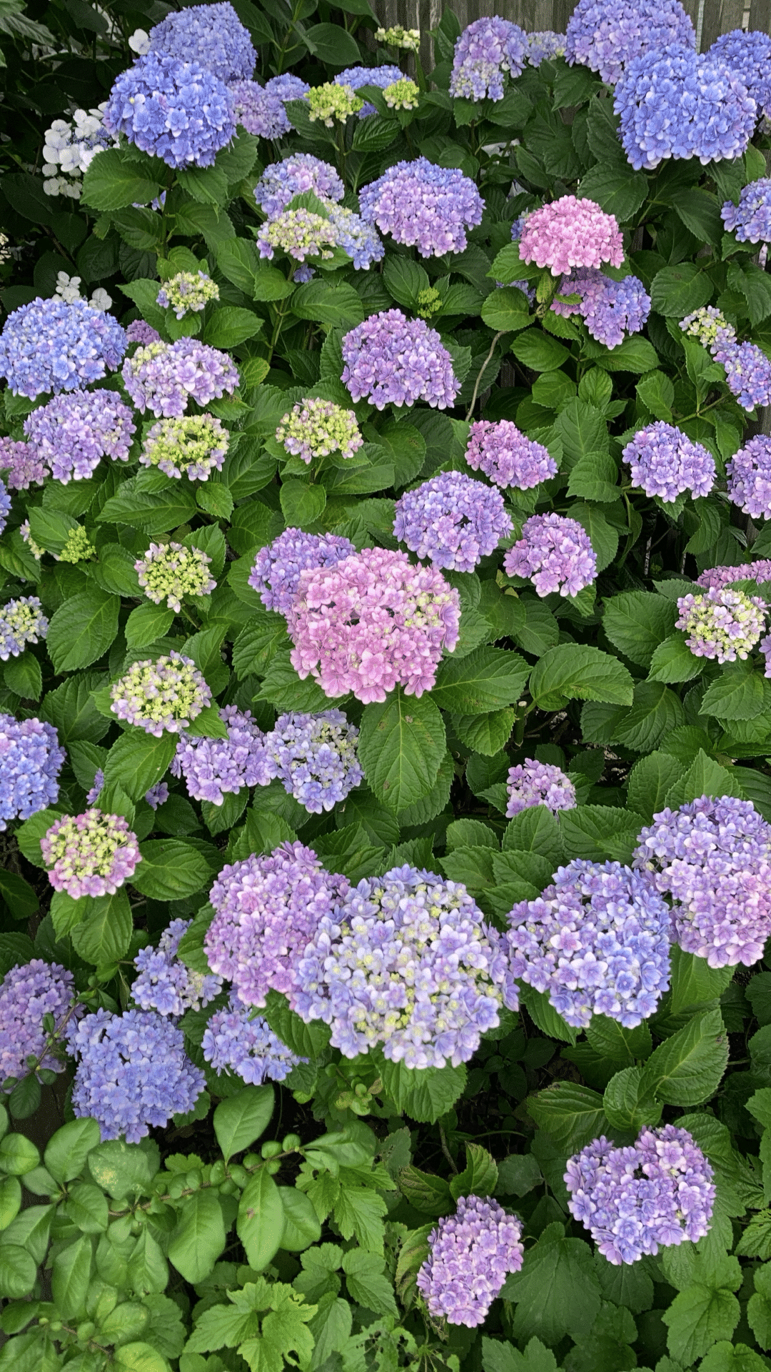 紫陽花来季用 お問い合わせ育成苗【途中経過】 紫陽花来季用 お