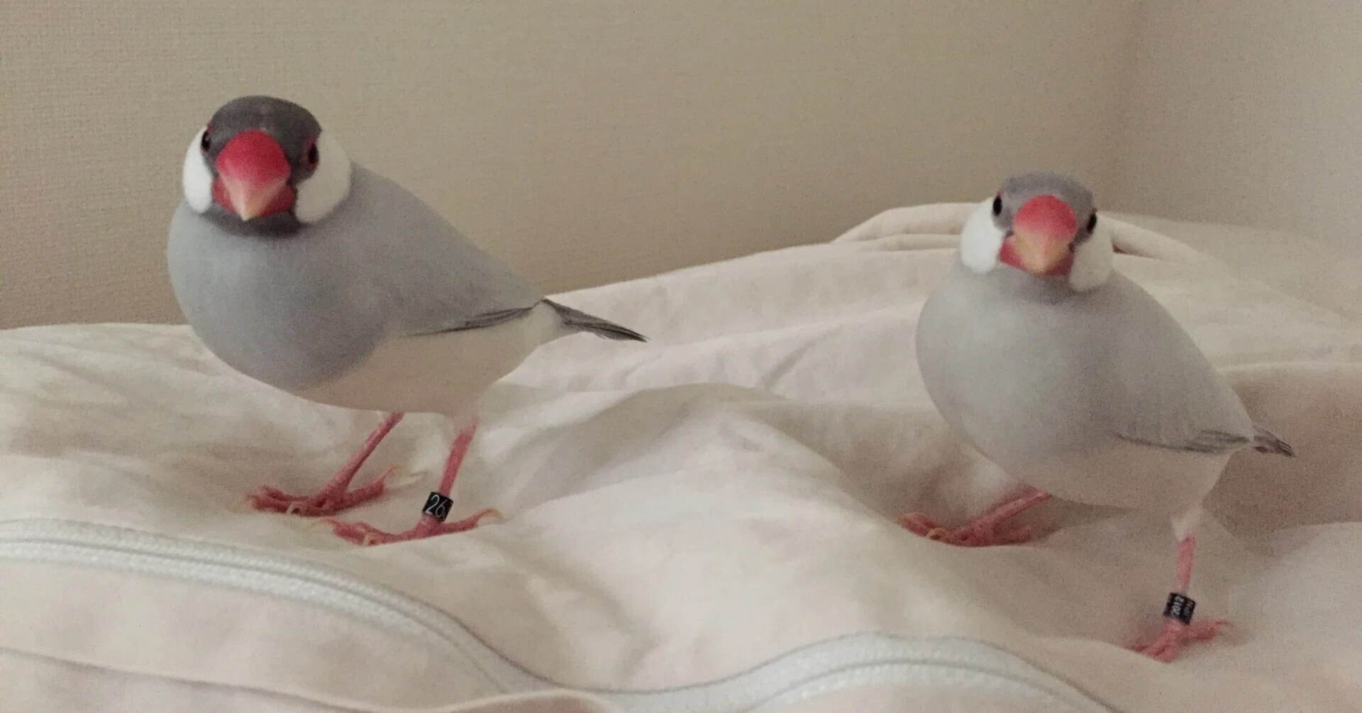 文鳥をお迎えした日のこと その2｜pinson_note