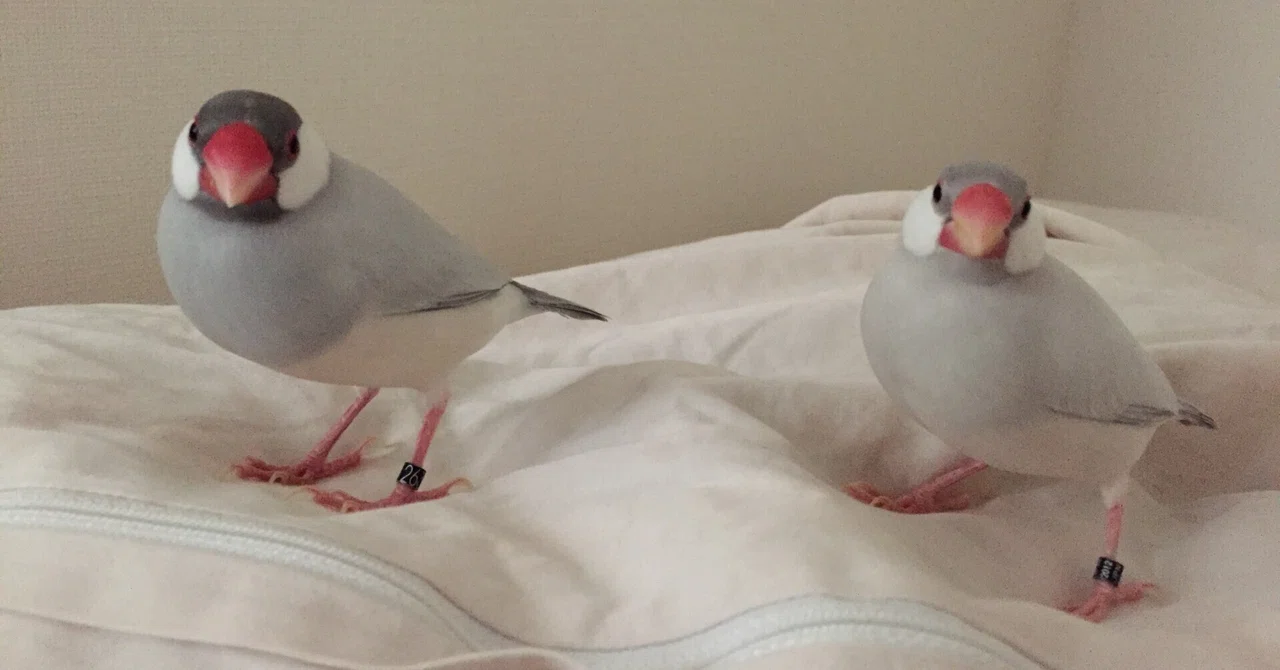 文鳥をお迎えした日のこと その2｜pinson_note