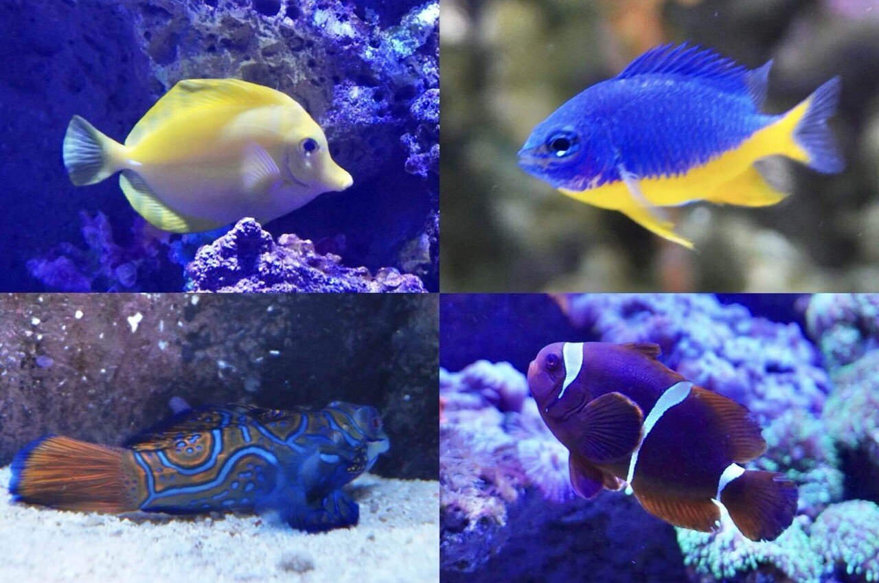 サメ親子とサンゴ礁のアクアリウム♪♪ サメ親子とサンゴ礁のアクアリウム♪♪ ツマグロ生まれました！ | えのすい