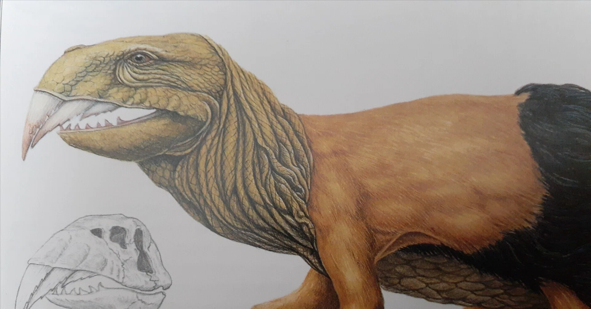 ドロマエオサウルスの歯・オルニトミモサウルスの指 ドロマエオ