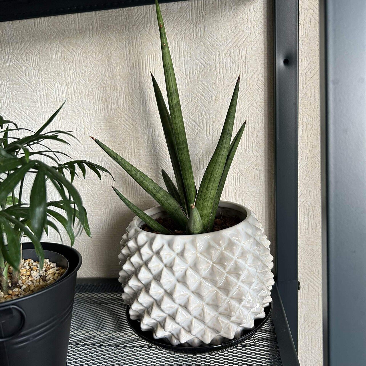 私の鉢への変なこだわり。｜せりぽん