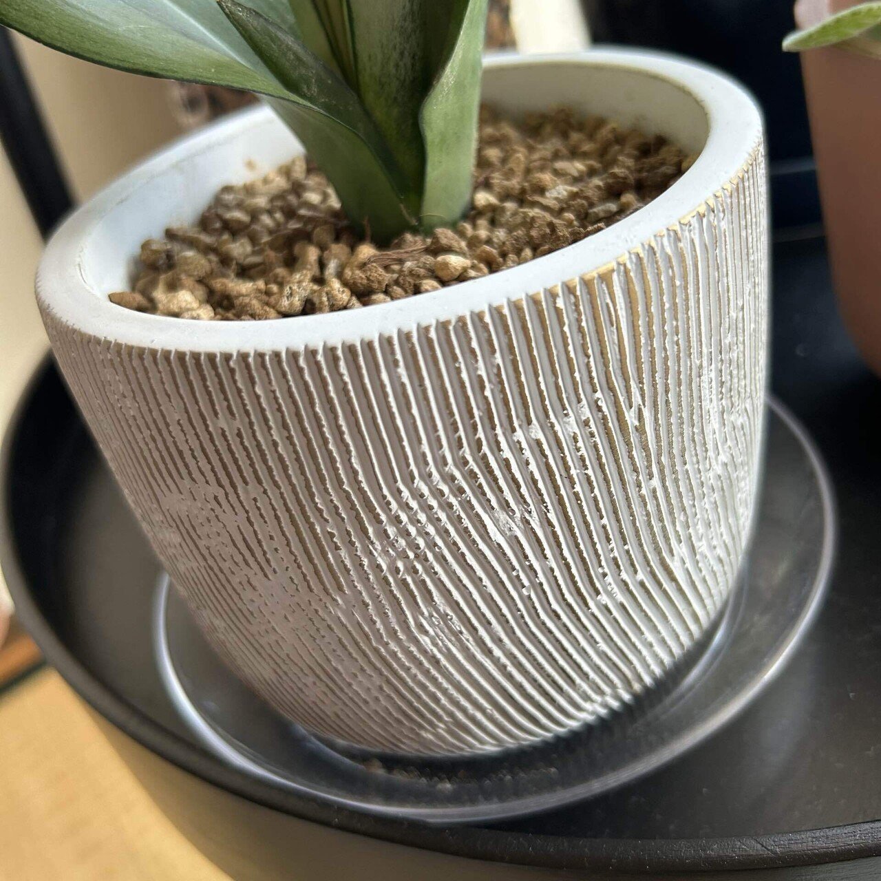 私の鉢への変なこだわり。｜せりぽん