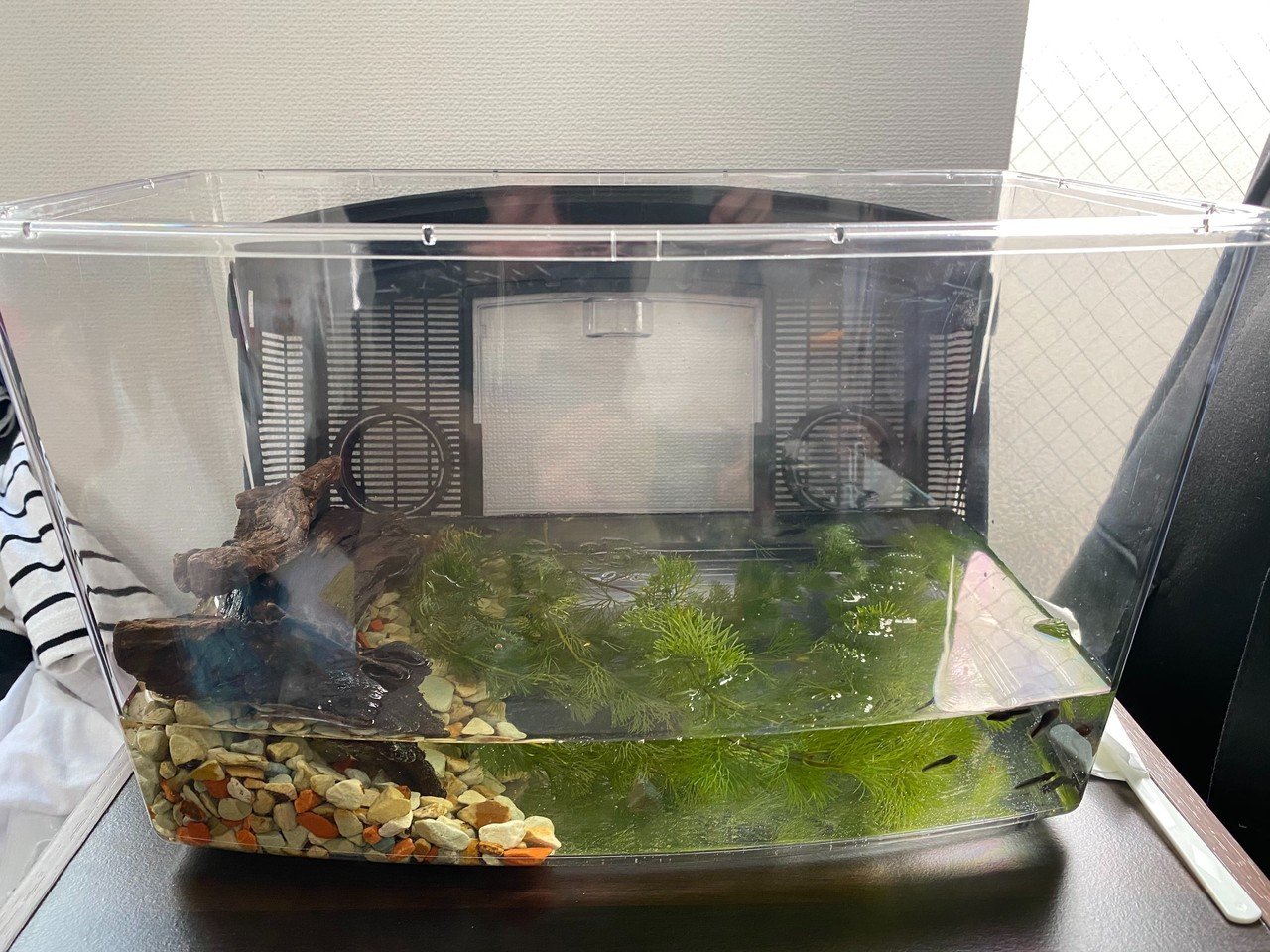 オタマジャクシ飼育2日目 3 21 サトウショウヘイ Note オタマジャクシ飼育2日目 3 21 サトウショウヘイ Note