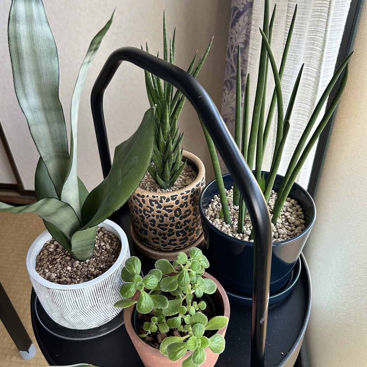 私の鉢への変なこだわり。｜せりぽん