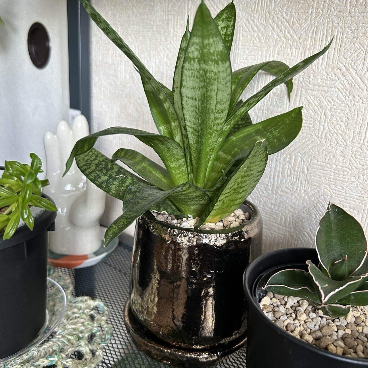 私の鉢への変なこだわり。｜せりぽん