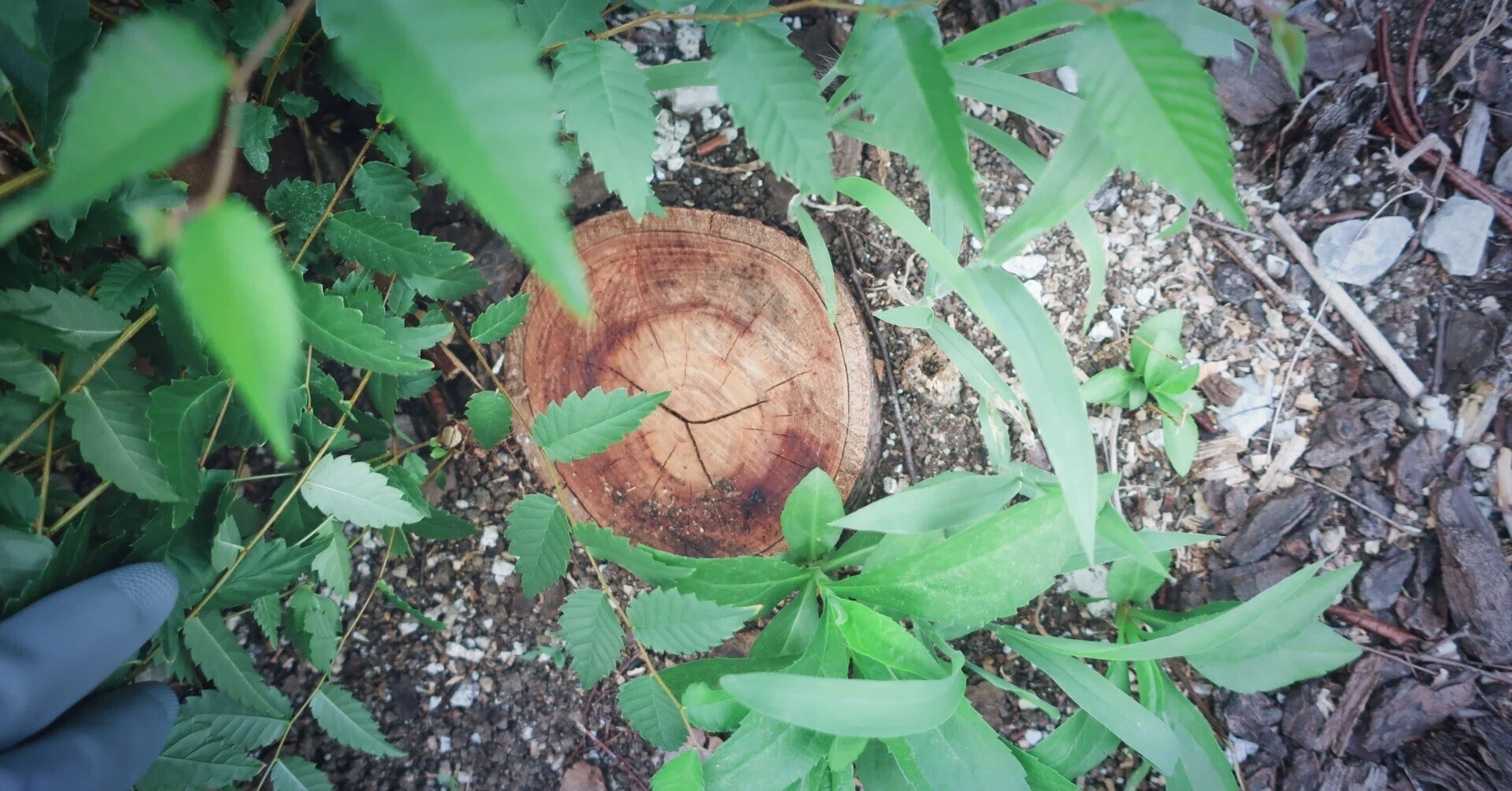 枯れてしまったケヤキの木を、株立ちとして新たに育てる。そして 