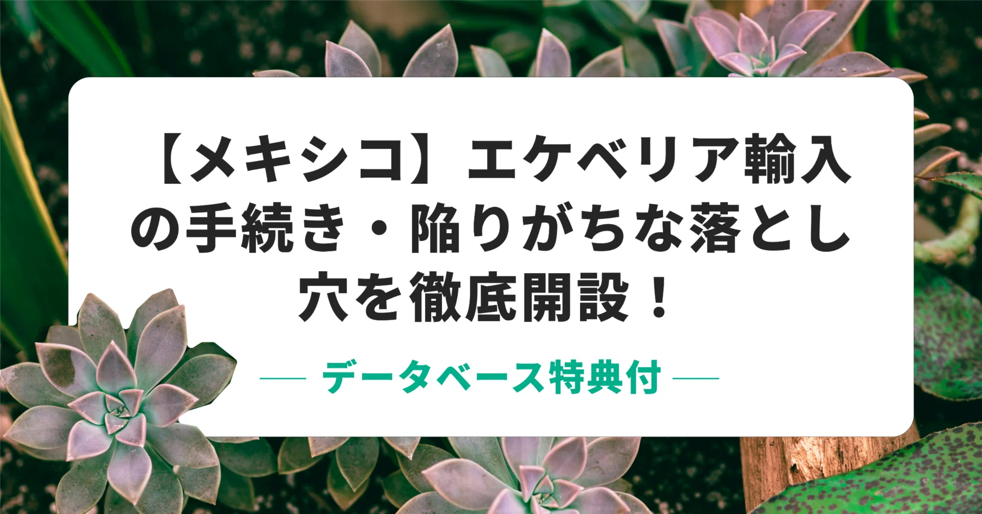 保存版】メキシコの植物輸入ガイド🇲🇽エケベリアデータベース（245種