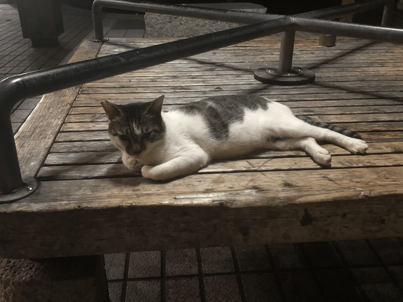 日々 猫助けのまるさんの活動ノート 体調管理編 カールパパ Note