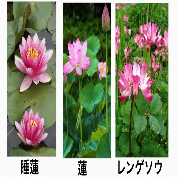 睡蓮 000000004009-01-m.jpg?t=