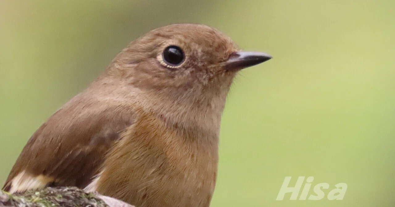 Wild birds are wonderful! Did it become a tree branch? Asian Brown ...