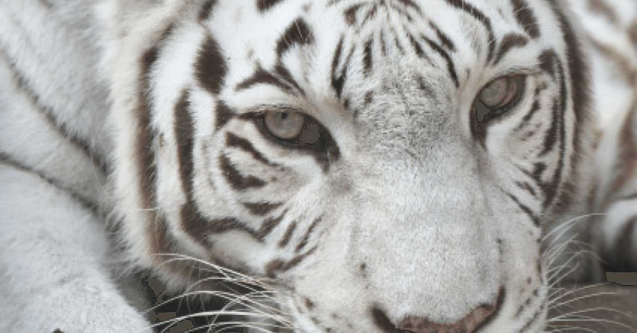 寅の日には毘沙門天さま｜関東編「ここで手を合わせる」完全ガイド