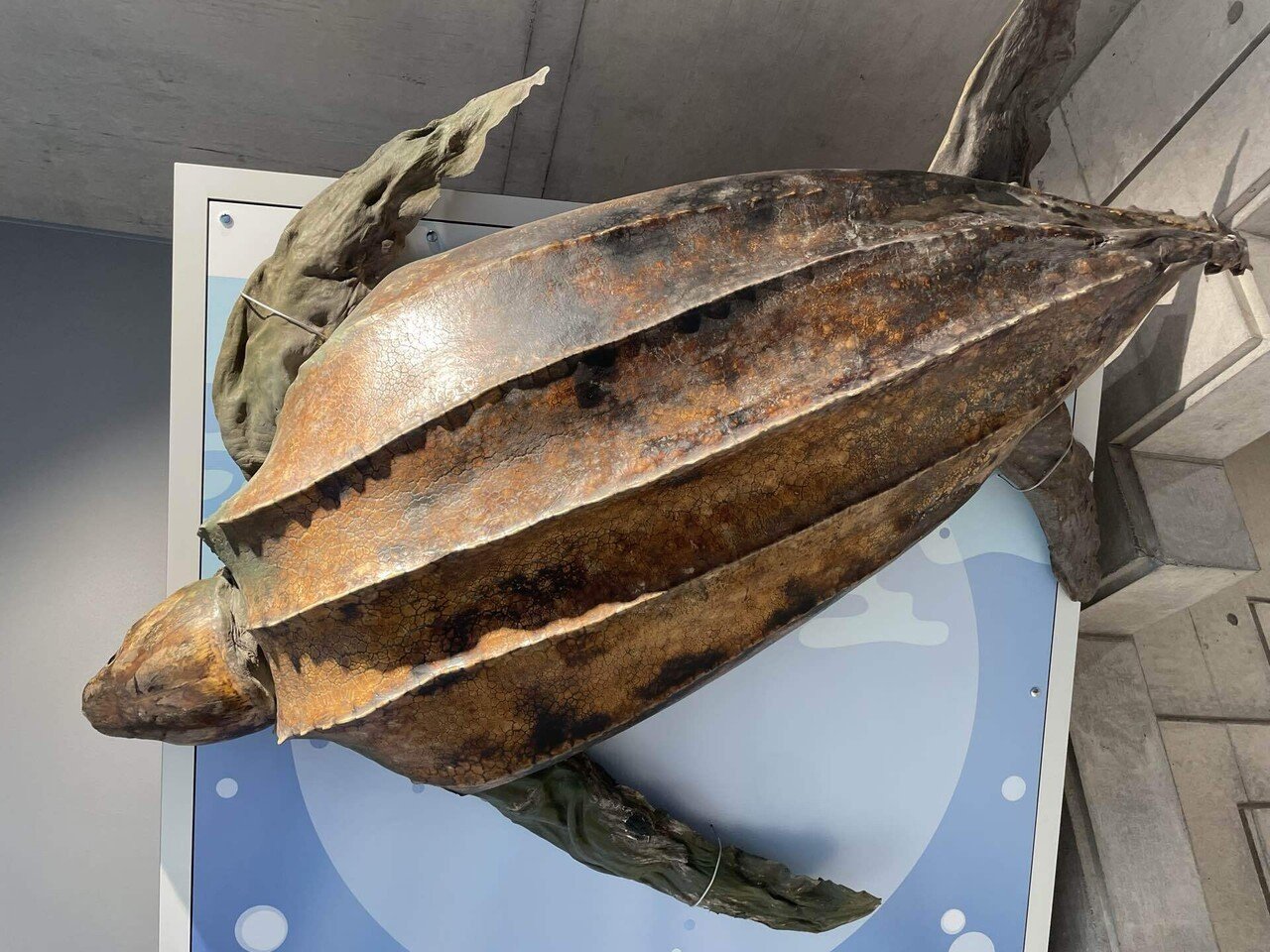 徳島、39歳1日目｜天野夏海