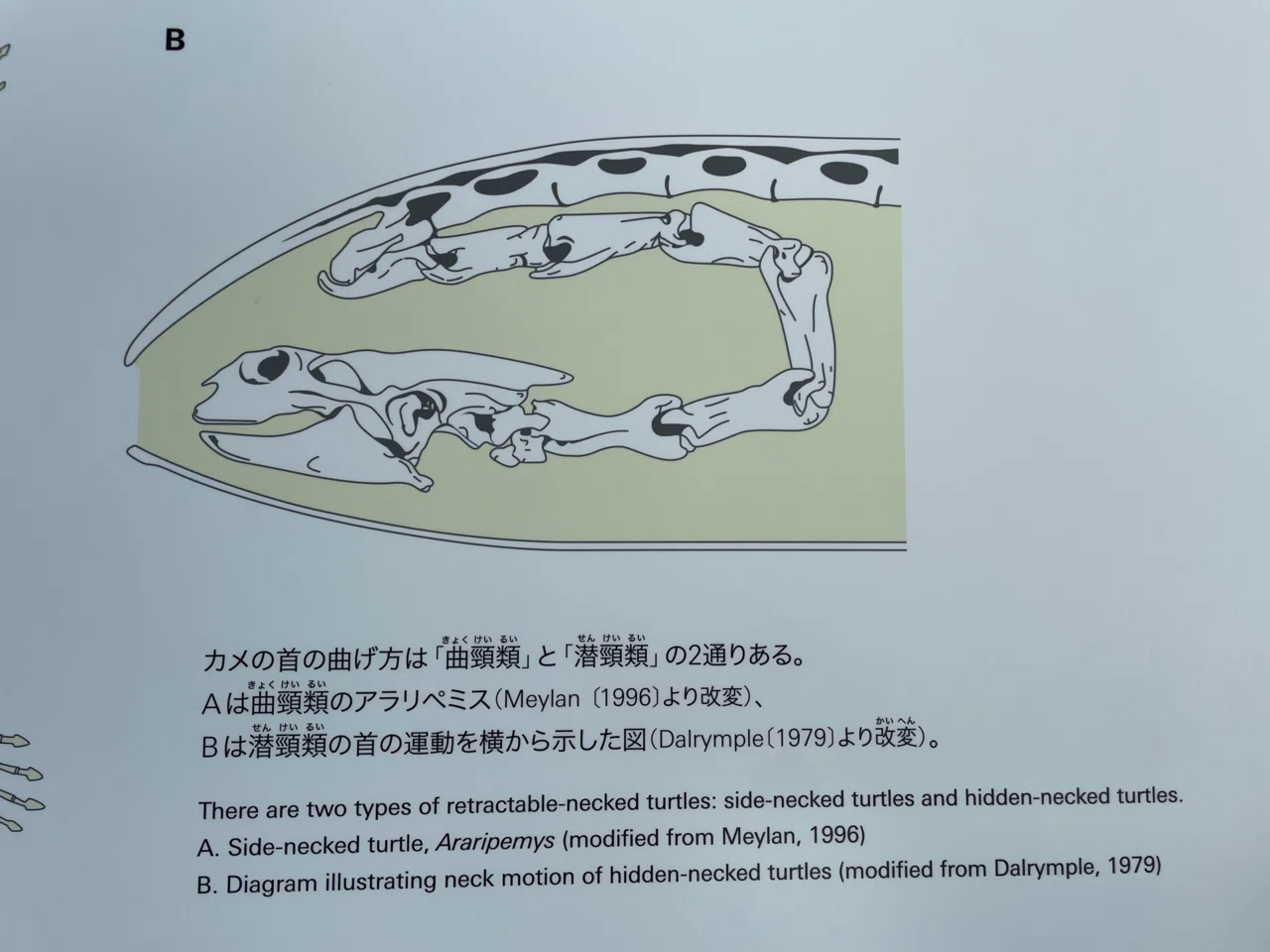 徳島、39歳1日目｜天野夏海