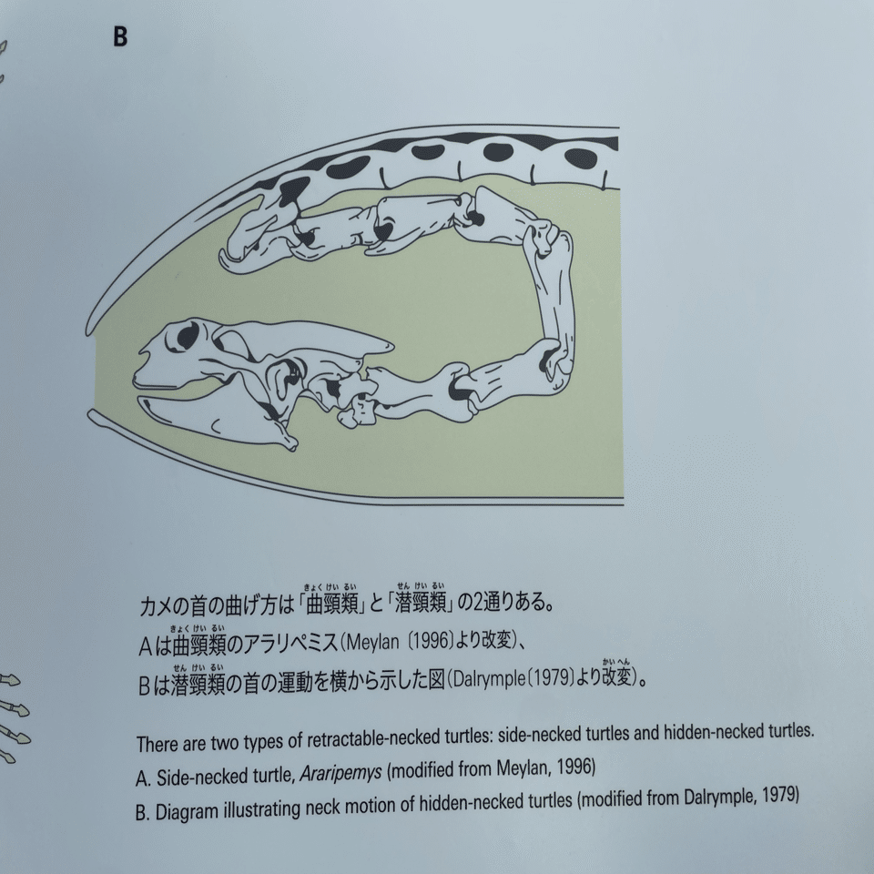 徳島、39歳1日目｜天野夏海