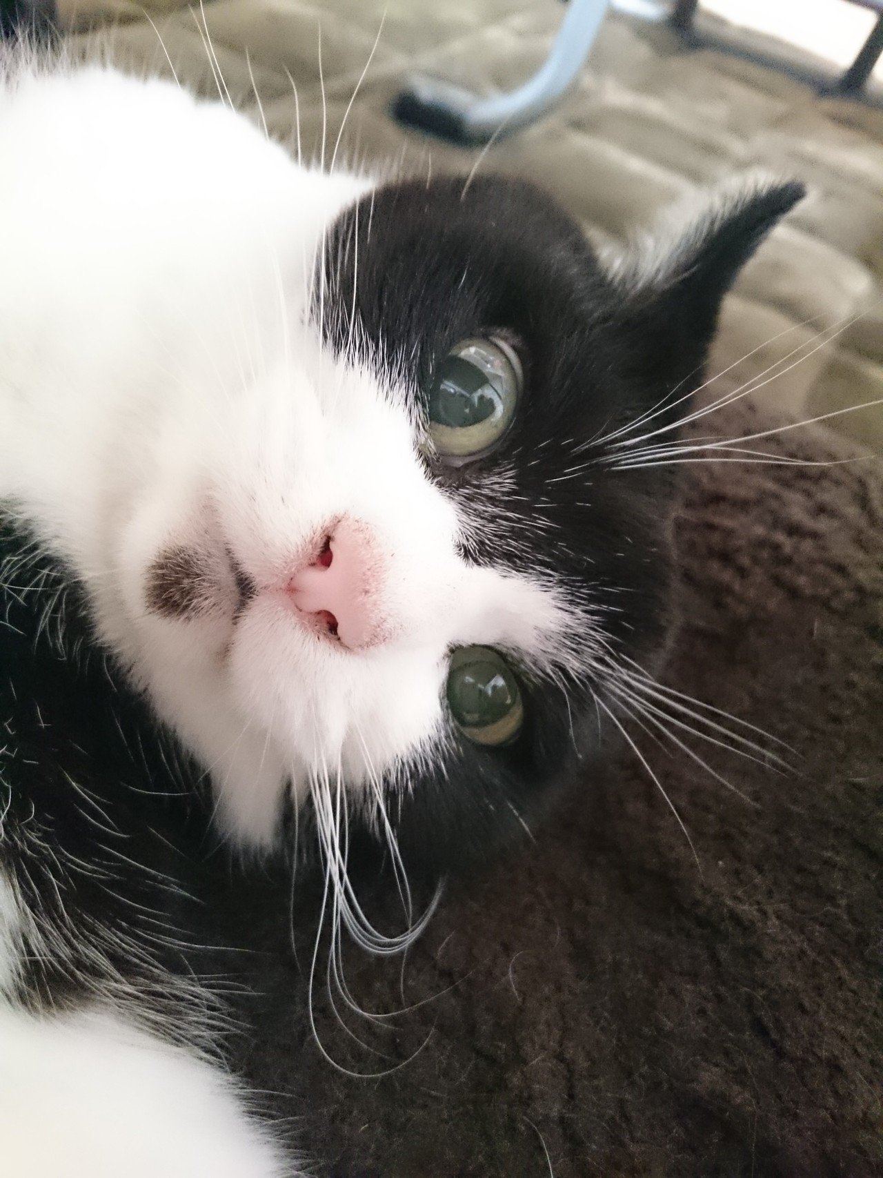 自撮り風の猫 あくみゃ Note 自撮り風の猫 あくみゃ Note