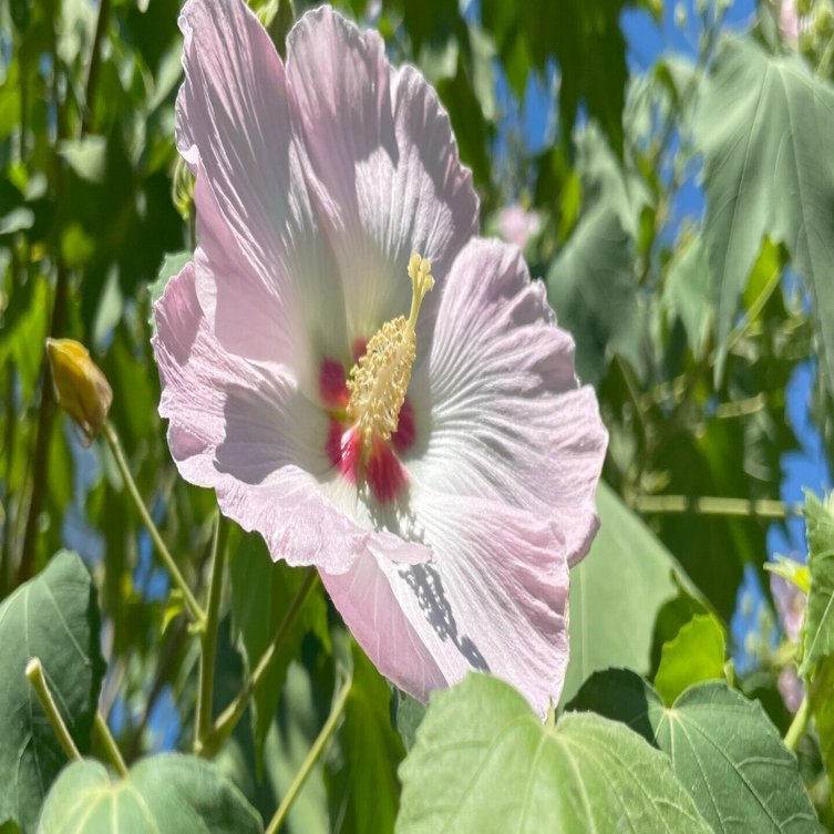 9月1週目の街角お花リレー｜花と日々 yas
