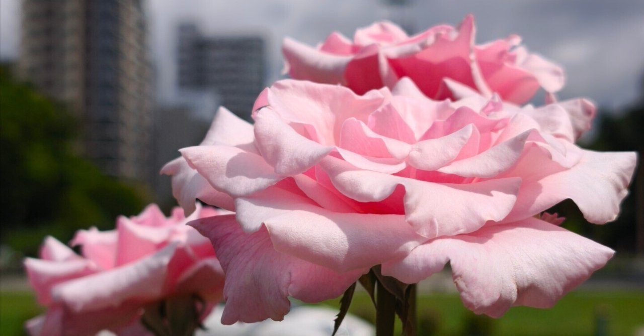 うっちゃん聖なる薔薇、サッカラの花 ゴールドチケット適用 2025年8月最後の日曜日に①～大通公園の薔薇コレクション（2025