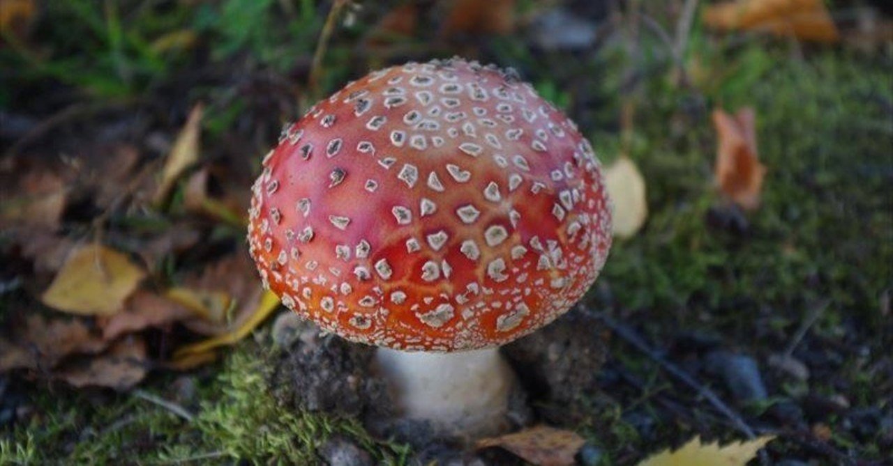 美しすぎるキノコたち フィンランドで見つけた美麗キノコ写真集 みじんことオーマ Note 美しすぎるキノコたち フィンランドで見つけた美麗キノコ写真集 みじんことオーマ Note