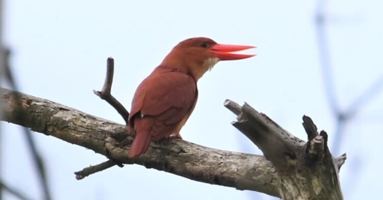 28 アカショウビン 憧れの真っ赤な鳥｜でっちゃん