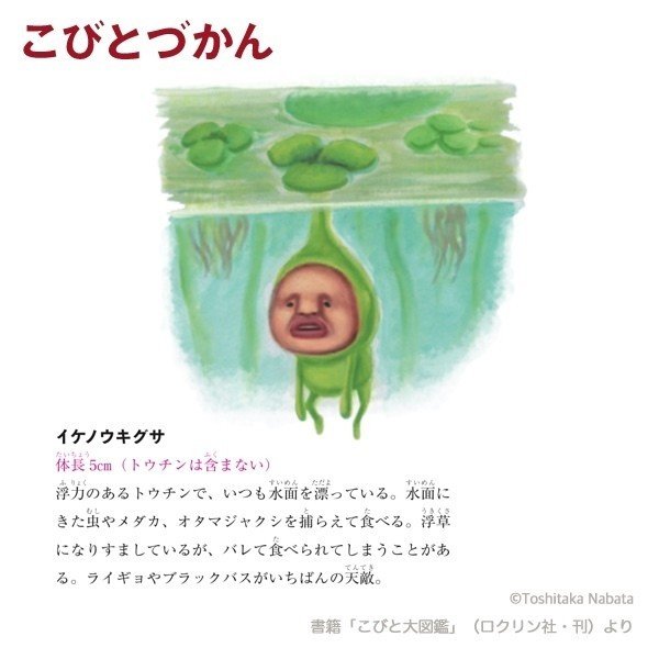 1日1コビト紹介 イケノウキグサ こびとづかん公式note Note 1日1コビト紹介 イケノウキグサ こびとづかん公式note Note