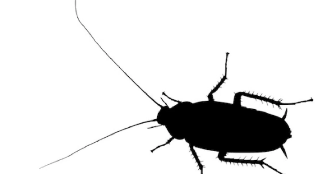 The Rapid Increase of American Cockroaches: Their True Nature and ...