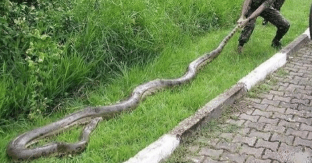 最大 アナコンダ 長すぎかよ！世界記録を更新か？全長8メートルの巨大ニシキヘビが捕獲される（マレーシア） (2016年4月14日)