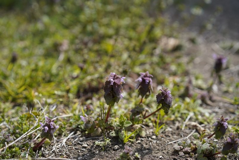 どうぶつの森の雑草の名前を調べて わかったものは見に行く こにたん Note